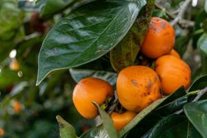 Persimmon tree fresh fruit that is ripened hanging on the branches in plant garden. Juicy fruit and ripe fruit with persimmon trees lovely crisp juicy sweet in Dalat city, Vietnam photo