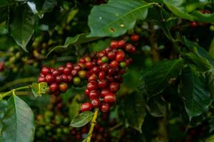 Coffee beans ripening, fresh coffee, red berry branch, industry agriculture on tree in Vietnam photo