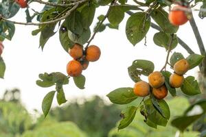 Persimmon tree fresh fruit that is ripened hanging on the branches in plant garden. Juicy fruit and ripe fruit with persimmon trees lovely crisp juicy sweet in Dalat city, Vietnam photo