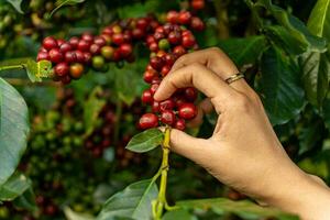 arábica café bayas con agricultor manos, robusta y arábica café bayas con mujer manos en Vietnam foto