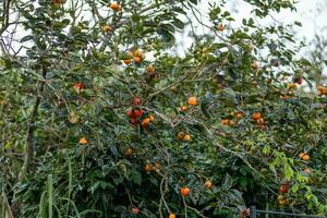 Persimmon tree fresh fruit that is ripened hanging on the branches in plant garden. Juicy fruit and ripe fruit with persimmon trees lovely crisp juicy sweet in Dalat city, Vietnam photo