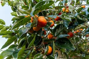 Persimmon tree fresh fruit that is ripened hanging on the branches in plant garden. Juicy fruit and ripe fruit with persimmon trees lovely crisp juicy sweet in Dalat city, Vietnam photo