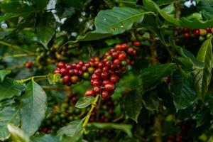 Coffee beans ripening, fresh coffee, red berry branch, industry agriculture on tree in Vietnam photo