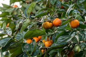 Persimmon tree fresh fruit that is ripened hanging on the branches in plant garden. Juicy fruit and ripe fruit with persimmon trees lovely crisp juicy sweet in Dalat city, Vietnam photo