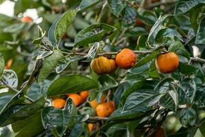 Persimmon tree fresh fruit that is ripened hanging on the branches in plant garden. Juicy fruit and ripe fruit with persimmon trees lovely crisp juicy sweet in Dalat city, Vietnam photo