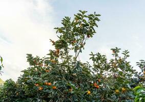 caqui árbol Fresco Fruta ese es madurado colgando en el ramas en planta jardín. jugoso Fruta y maduro Fruta con caqui arboles encantador crujiente jugoso dulce en dalat ciudad, Vietnam foto