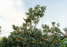 Persimmon tree fresh fruit that is ripened hanging on the branches in plant garden. Juicy fruit and ripe fruit with persimmon trees lovely crisp juicy sweet in Dalat city, Vietnam photo