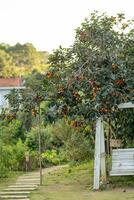 Persimmon tree fresh fruit that is ripened hanging on the branches in plant garden. Juicy fruit and ripe fruit with persimmon trees lovely crisp juicy sweet in Dalat city, Vietnam photo