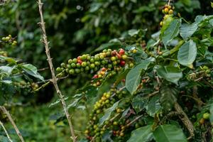 Coffee beans ripening, fresh coffee, red berry branch, industry agriculture on tree in Vietnam photo