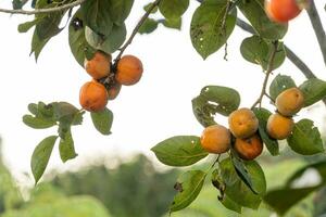 Persimmon tree fresh fruit that is ripened hanging on the branches in plant garden. Juicy fruit and ripe fruit with persimmon trees lovely crisp juicy sweet in Dalat city, Vietnam photo