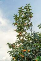 Persimmon tree fresh fruit that is ripened hanging on the branches in plant garden. Juicy fruit and ripe fruit with persimmon trees lovely crisp juicy sweet in Dalat city, Vietnam photo