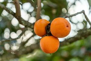 Persimmon tree fresh fruit that is ripened hanging on the branches in plant garden. Juicy fruit and ripe fruit with persimmon trees lovely crisp juicy sweet in Dalat city, Vietnam photo