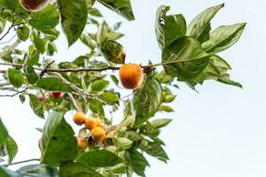 Persimmon tree fresh fruit that is ripened hanging on the branches in plant garden. Juicy fruit and ripe fruit with persimmon trees lovely crisp juicy sweet in Dalat city, Vietnam photo