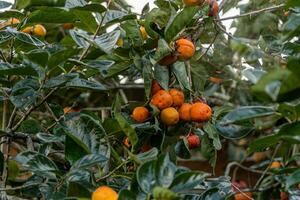 Persimmon tree fresh fruit that is ripened hanging on the branches in plant garden. Juicy fruit and ripe fruit with persimmon trees lovely crisp juicy sweet in Dalat city, Vietnam photo