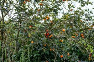 Persimmon tree fresh fruit that is ripened hanging on the branches in plant garden. Juicy fruit and ripe fruit with persimmon trees lovely crisp juicy sweet in Dalat city, Vietnam photo