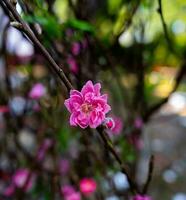 Colorful pink blossoms bloom in small village before Tet Festival, Vietnam Lunar Year. View of peach branches and cherry blossoms with Vietnamese food for Tet holiday photo