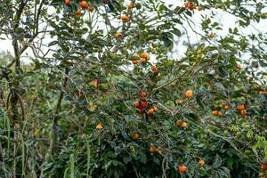 Persimmon tree fresh fruit that is ripened hanging on the branches in plant garden. Juicy fruit and ripe fruit with persimmon trees lovely crisp juicy sweet in Dalat city, Vietnam photo