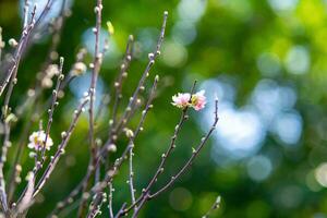 Colorful pink blossoms bloom in small village before Tet Festival, Vietnam Lunar Year. View of peach branches and cherry blossoms with Vietnamese food for Tet holiday photo