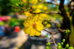 hoa mai árbol - Ochna integral flor, tradicional lunar nuevo año - tet fiesta en Vietnam. albaricoque floración brillante amarillo flores en el primavera jardín. foto