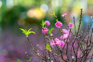 vistoso rosado flores floración en pequeño pueblo antes de tet festival, Vietnam lunar año. ver de melocotón ramas y Cereza flores con vietnamita comida para tet fiesta foto