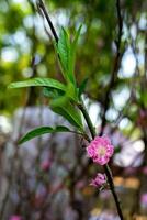 Colorful pink blossoms bloom in small village before Tet Festival, Vietnam Lunar Year. View of peach branches and cherry blossoms with Vietnamese food for Tet holiday photo