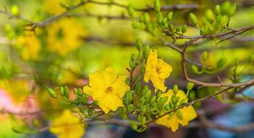 Hoa Mai tree - Ochna Integerrima flower, traditional lunar new year - Tet holiday in Vietnam. Apricot bloom bright yellow flowers in the spring garden. photo