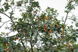 Persimmon tree fresh fruit that is ripened hanging on the branches in plant garden. Juicy fruit and ripe fruit with persimmon trees lovely crisp juicy sweet in Dalat city, Vietnam photo