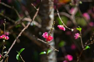 Colorful pink blossoms bloom in small village before Tet Festival, Vietnam Lunar Year. View of peach branches and cherry blossoms with Vietnamese food for Tet holiday photo