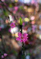 vistoso rosado flores floración en pequeño pueblo antes de tet festival, Vietnam lunar año. ver de melocotón ramas y Cereza flores con vietnamita comida para tet fiesta foto