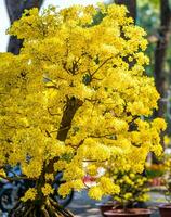 hoa mai árbol - Ochna integral flor, tradicional lunar nuevo año - tet fiesta en Vietnam. albaricoque floración brillante amarillo flores en el primavera jardín. foto