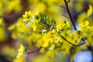 Hoa Mai tree - Ochna Integerrima flower, traditional lunar new year - Tet holiday in Vietnam. Apricot bloom bright yellow flowers in the spring garden. photo