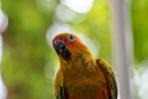 Beautiful colorful sun conure parrot birds. Aratinga solstitialis - exotic pet adorable. photo