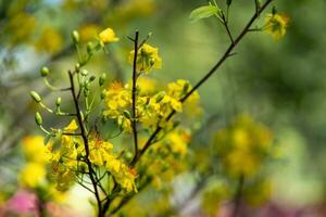 Hoa Mai tree - Ochna Integerrima flower, traditional lunar new year - Tet holiday in Vietnam. Apricot bloom bright yellow flowers in the spring garden. photo