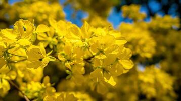 hoa mai árbol - Ochna integral flor, tradicional lunar nuevo año - tet fiesta en Vietnam. albaricoque floración brillante amarillo flores en el primavera jardín. foto