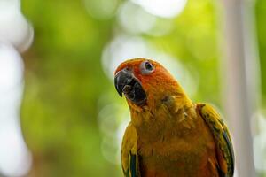 Beautiful colorful sun conure parrot birds. Aratinga solstitialis - exotic pet adorable. photo