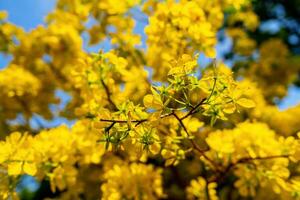 Hoa Mai tree - Ochna Integerrima flower, traditional lunar new year - Tet holiday in Vietnam. Apricot bloom bright yellow flowers in the spring garden. photo