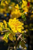 hoa mai árbol - Ochna integral flor, tradicional lunar nuevo año - tet fiesta en Vietnam. albaricoque floración brillante amarillo flores en el primavera jardín. foto