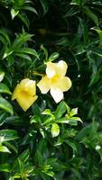 nature yellow flower and leaf photo