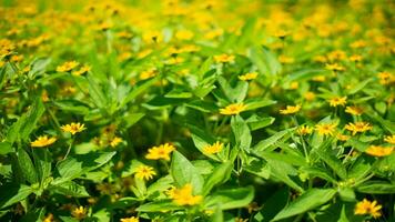 nature yellow flower and leaf photo