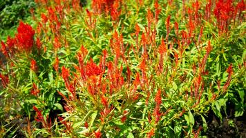 nature red flowers and leaf photo