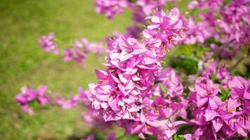 naturaleza púrpura flores y hoja foto