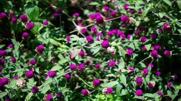 naturaleza púrpura flores y hoja foto