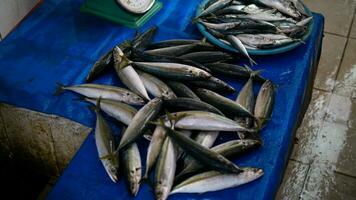 fresh seafood on the fish market photo