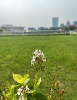 Pseuderanthemum carruthersii Reticulatum, Yellow Veined Eranthemum, or Japanese Jasmine flowers. Botanical tropical plants. White flowers with purple dots in the middle, with grass and building bg. photo