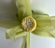 Yellow vegetable seed, sweet whole corn for cooking ingredients. Upper top part view perspective with opened blooming leaves. Raw food photography on plain background. Jagung kuning manis. photo