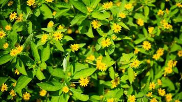 nature yellow flower and leaf photo