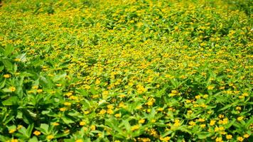 nature yellow flower and leaf photo