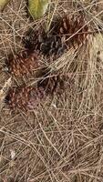 pine cone flowers that fall and dry up photo