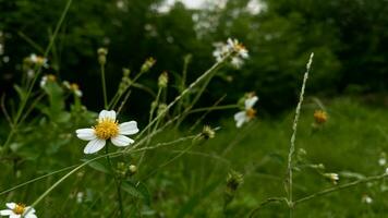 grass and wild flowers that grow around the rice fields in mountainous areas photo