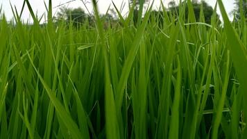 extensión de verde arroz plantas en el arroz campos en montañoso areas foto